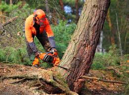 Trusted Mount Oliver, PA Tree Services Experts